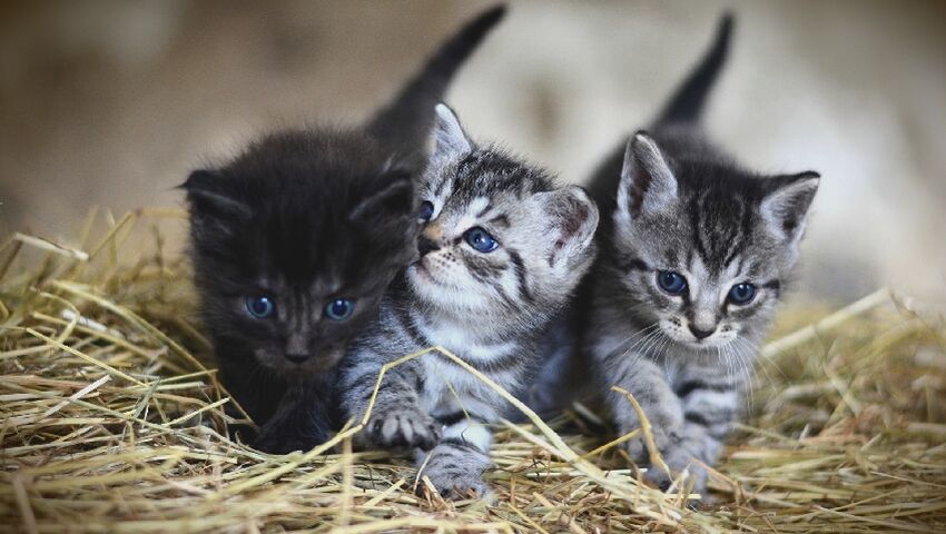 felins