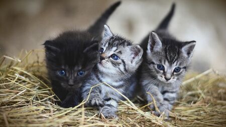 felins
